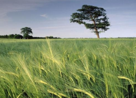 青稞粮饲兼用栽培技术
