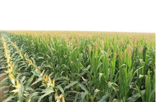 特用玉米绿色增效生产技术