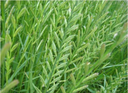 饲料作物优良品种及高效生产技术