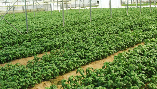 双膜马铃薯栽培技术