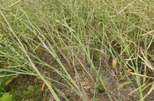 油菜菌核病化学防治技术