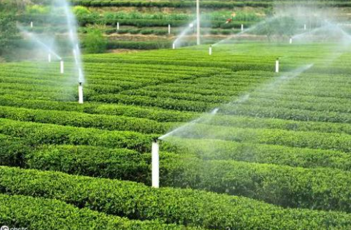 茶园设施生产关键技术集成