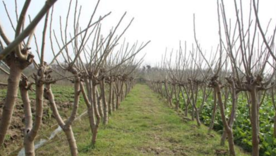 桑树快速丰产建园技术