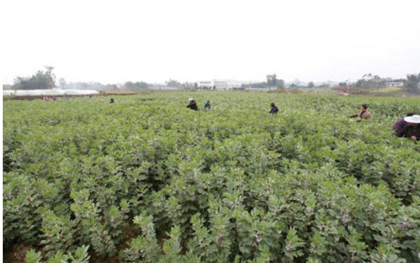 蚕豆田杂草化学防控技术