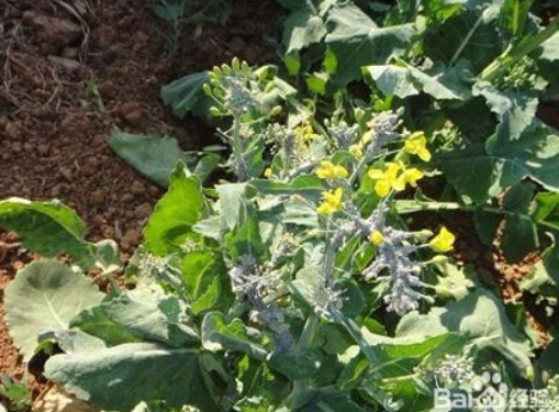 油菜跳甲化学防治技术