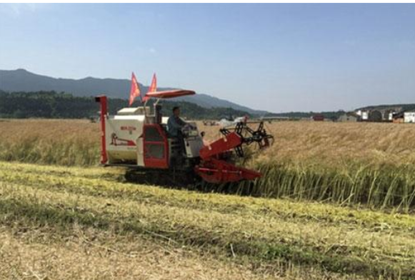 油菜全程机械化生产技术