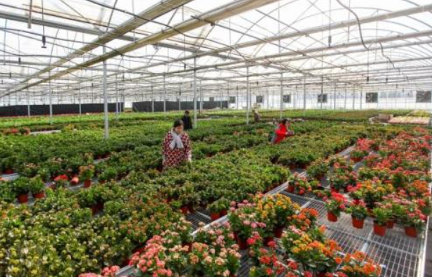 设施花卉高效促控周年栽培技术