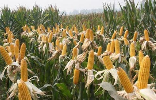 青贮玉米纪元 8 号丰产栽培技术