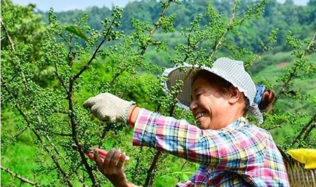 青花椒修剪采收一体化技术