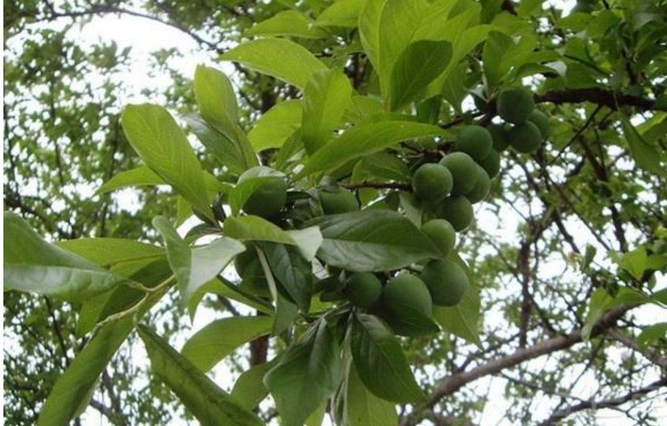 李树主要病虫害全程绿色防控技术