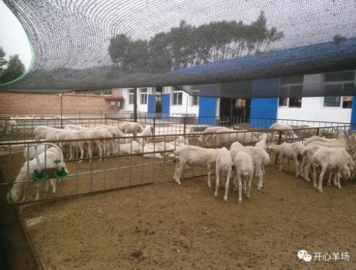 农区肉羊舍饲规模化生产关键技术