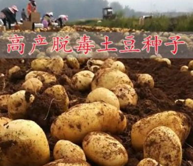 马铃薯脱毒种薯繁育技术
