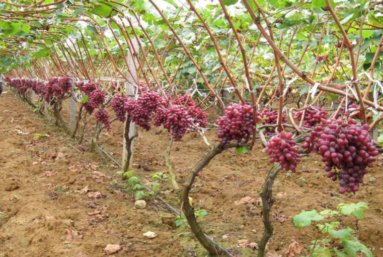 西南高温高湿寡日照地区葡萄优质栽培关键技术