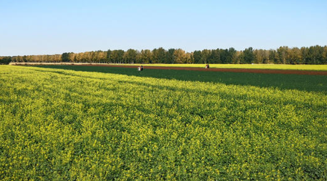 冬春麦收后复种绿肥油菜技术