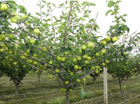 梨轻简生产技术及配套模式
