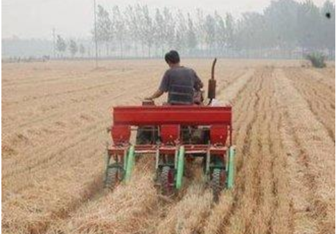 蚕豆机械化收割（脱粒）技术