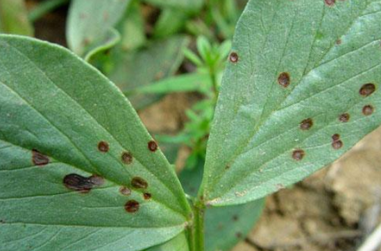 蚕豆主要病虫害绿色防控技术(赤斑病防治)