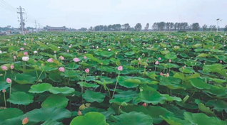 河南平舆县老湾村