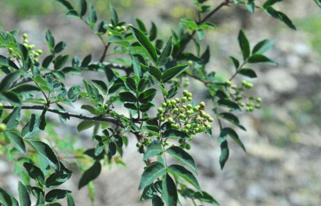 高山花椒病虫害防控技术