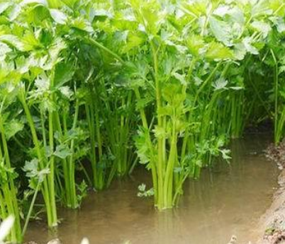 水生蔬菜生态高效栽培模式