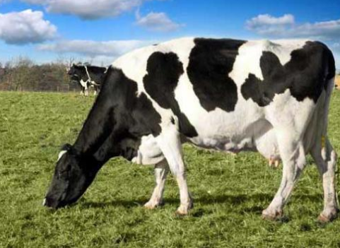 奶牛高效养殖及全程减排技术