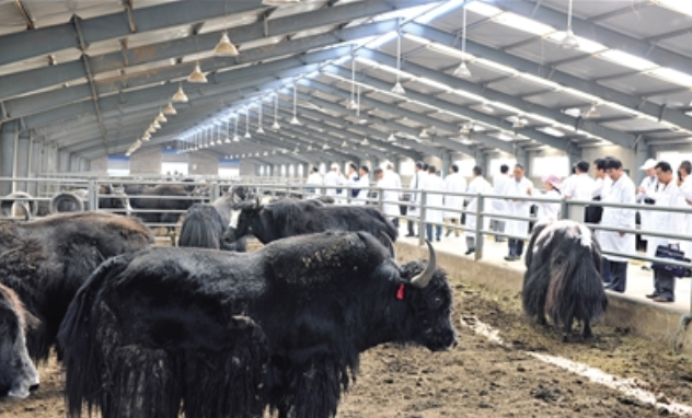 牦牛高效繁殖技术