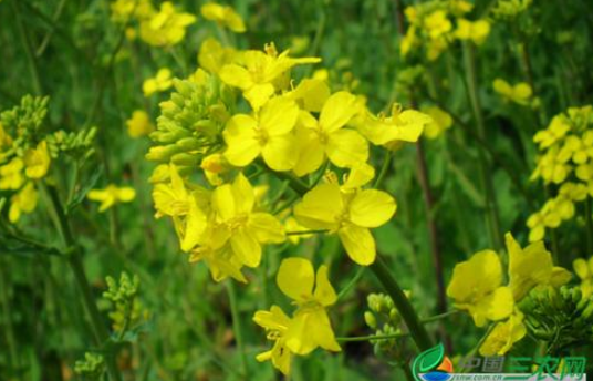 油菜角野螟化学防治技术