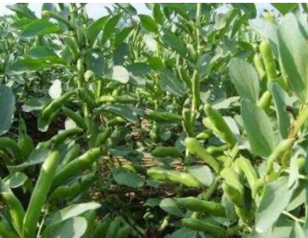 蚕豆配方施肥技术（增施有机肥）