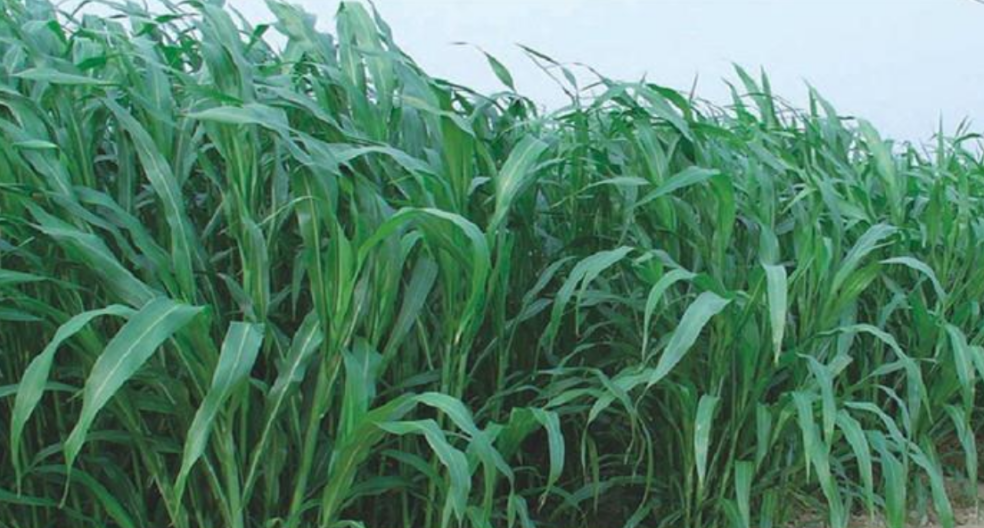 高丹草高效生产技术