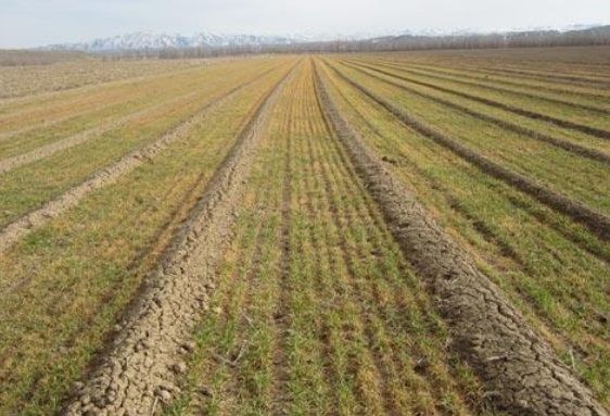 冬小麦增温保墒微垄栽培技术