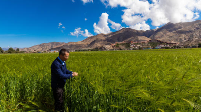高寒区青稞双减增效栽培技术