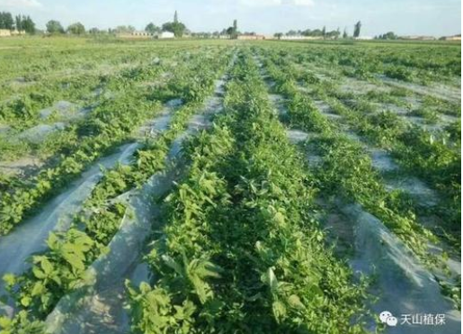 油菜田花学除草技术（土壤封闭处理)