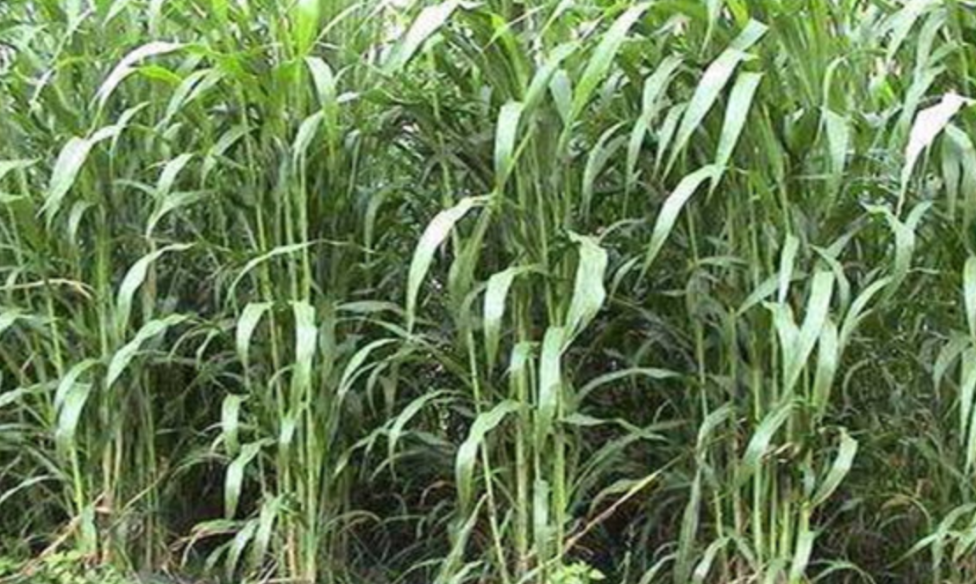 苏丹草高产生产技术