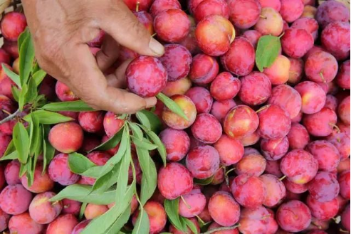 内江市东兴区高梁镇慈花村