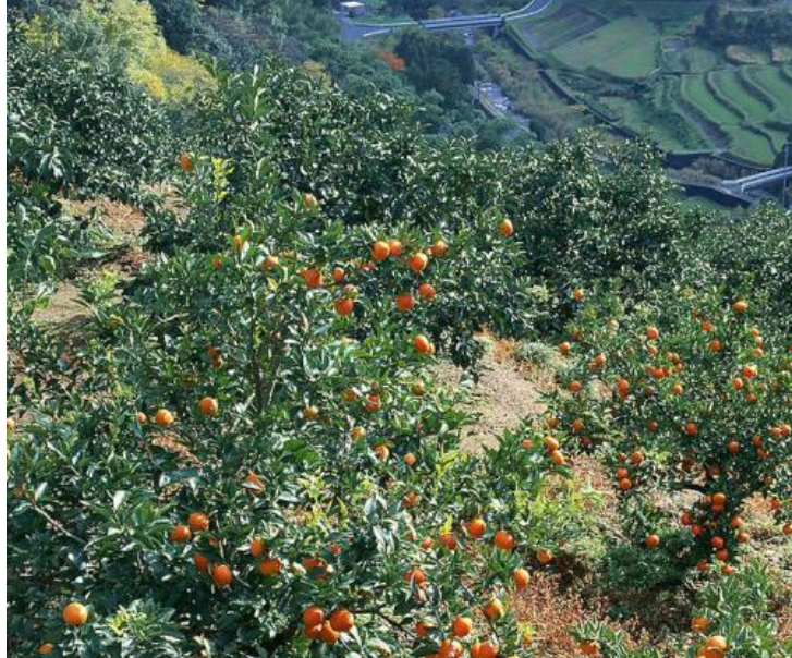 柑桔快速成园技术