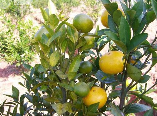 柑橘黄龙病综合治理技术