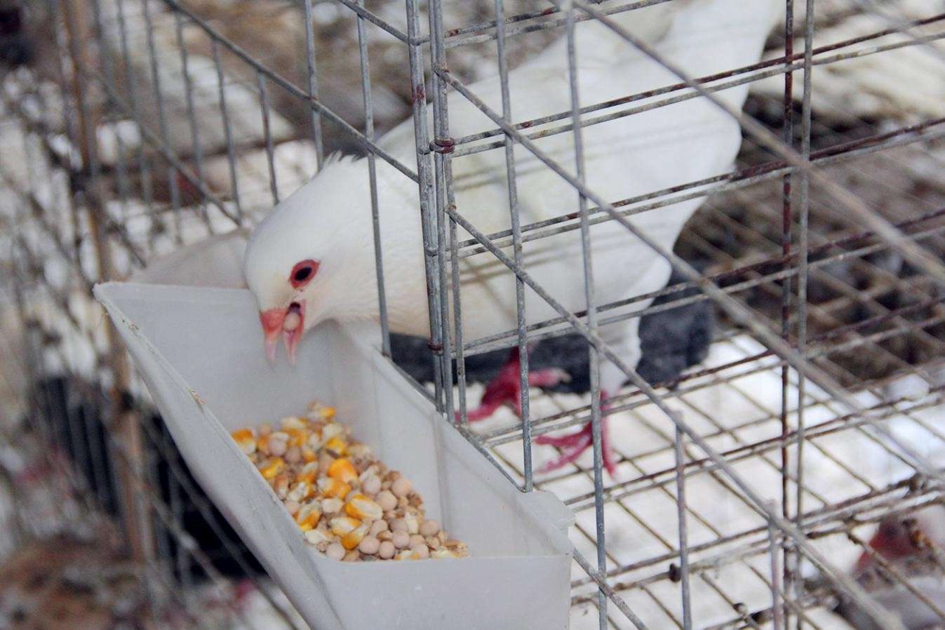 肉鸽梯次加工关键技术研究与应用