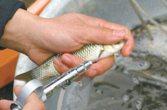 草鱼出血病疫苗免疫技术