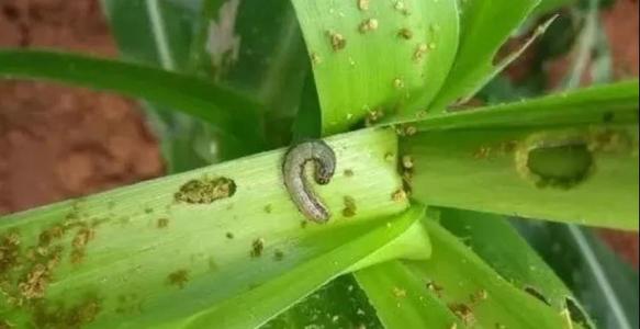 草地贪夜蛾综防技术