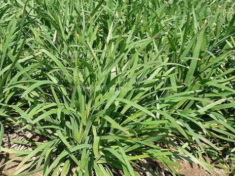 &ldquo;日晒高温覆膜法&rdquo;防治韭蛆技术