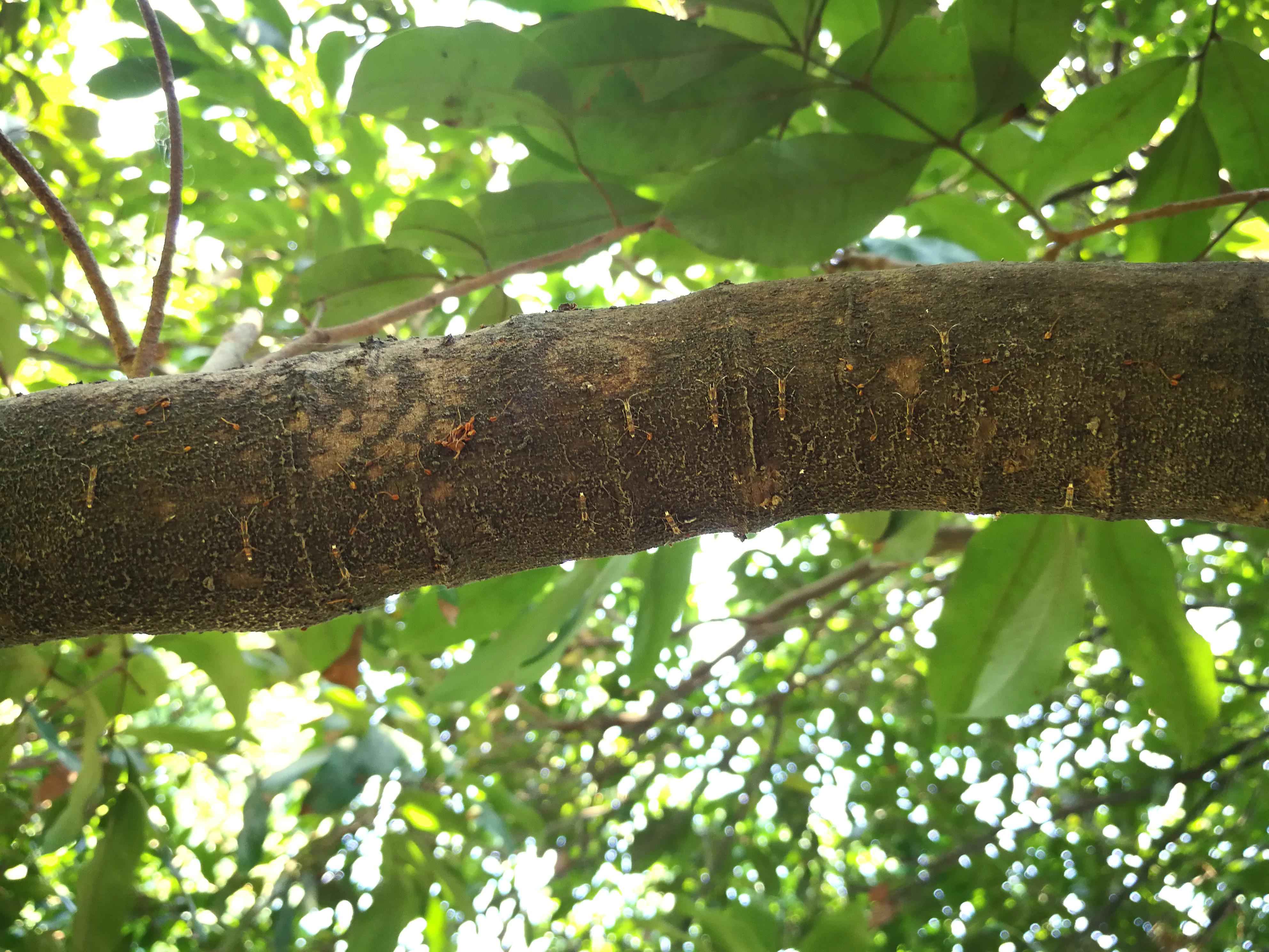 荔枝蒂蛀虫预测预报技术