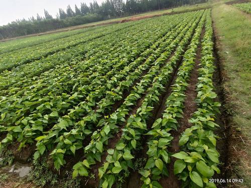 亚热带蚕桑高产高质高效种养配套技术