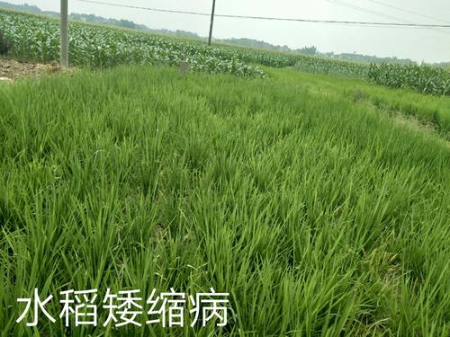 南方水稻黑条矮缩病防控技术