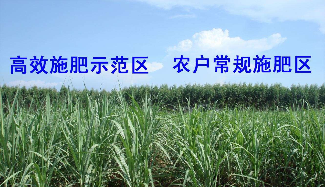 糖蔗&ldquo;123&rdquo;模式高效施肥技术