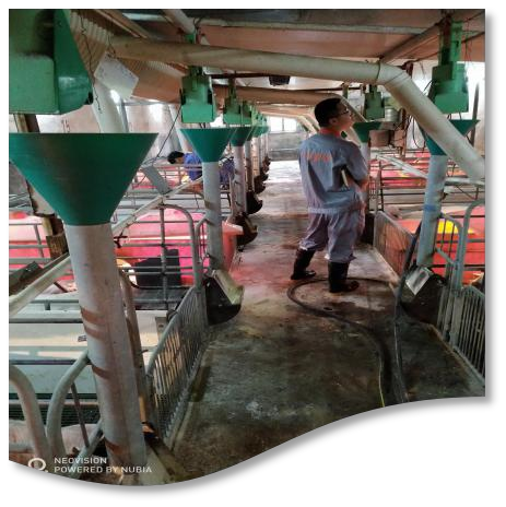 广东省猪重大疫病综合防控关键技术