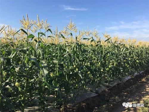 鲜食玉米提质增效栽培技术