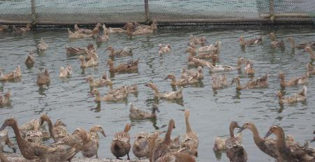 蛋鸭抗热应激营养调控技术