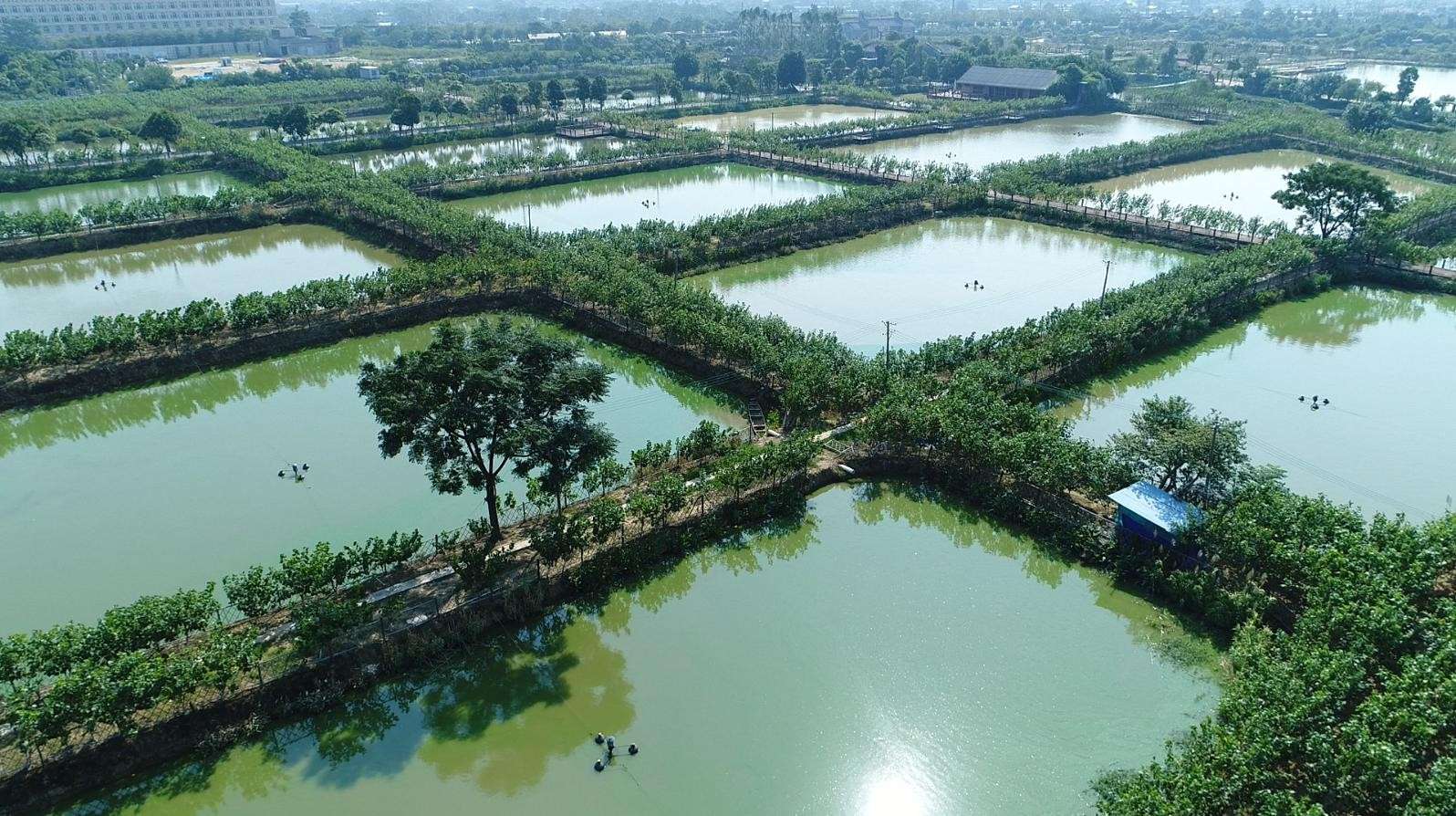 桑基鱼塘复兴技术