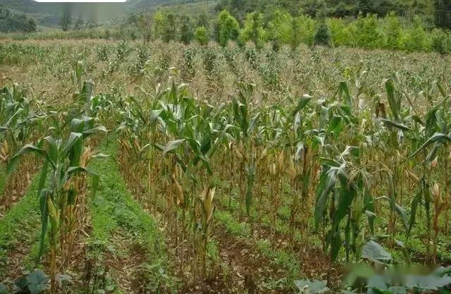 柴胡玉米套种技术