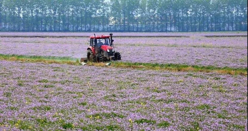紫云英（绿肥）种植利用技术
